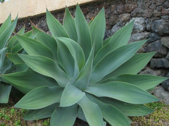 Agave plant 2